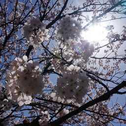 なないろの桜