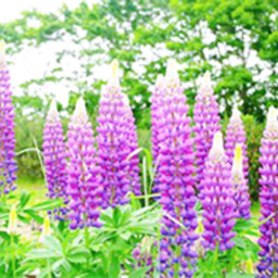 Lupinus