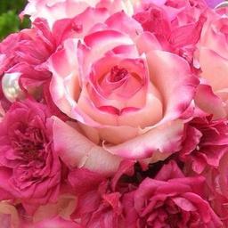 kouranfleur