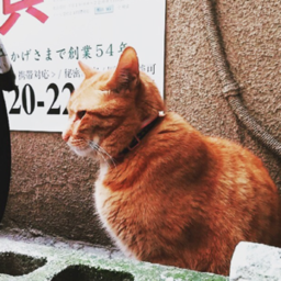 chiharu