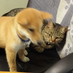 maccu