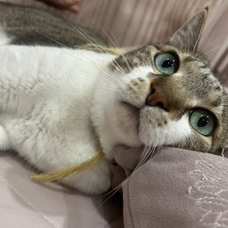 りげる