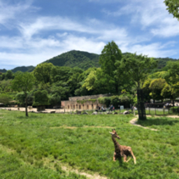 kissun
