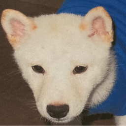 miyo