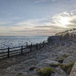 Sunny Peace 