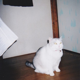 チェシー
