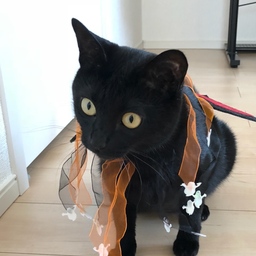 花ほたる