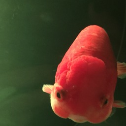 てんてこまりこ