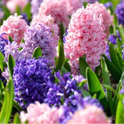 hyacinths