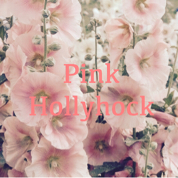 Pink  Hollyhock