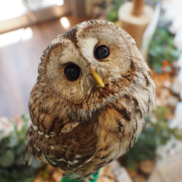 owlsgarden