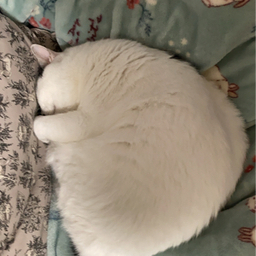 みやこねこ