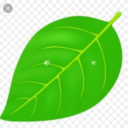 summer-leaf