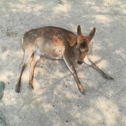 deer-0