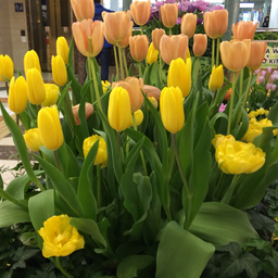 mo-a tulip