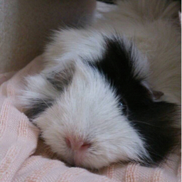 mohumoco