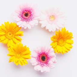 花アリス ☆。