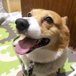 ちょき