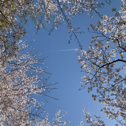 pesupesu530