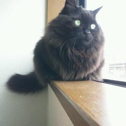 hknoncat
