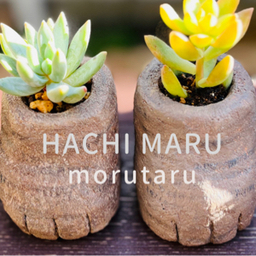 hachi maru