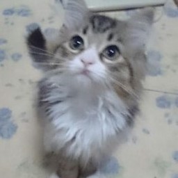 ぽけっと