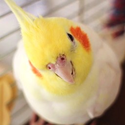 羽音（はのん）