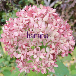 hanana
