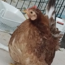 YAT