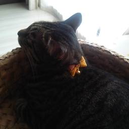 ふらよい