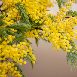 ミモザ（mimosa）