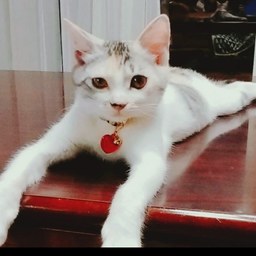 ゆん