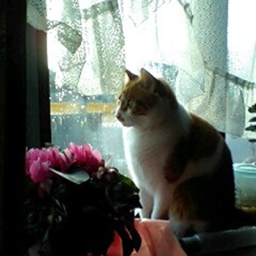 ゆいたま