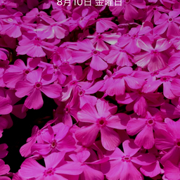 pinkair