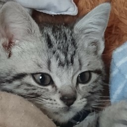 眠り猫