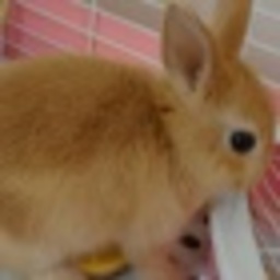 ここはるる