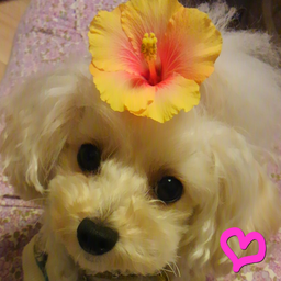 Pua🌺花