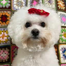 toto’s  room
