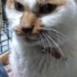 猫娘