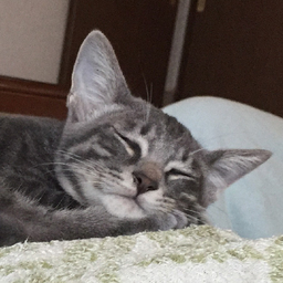 uyuyu-yu