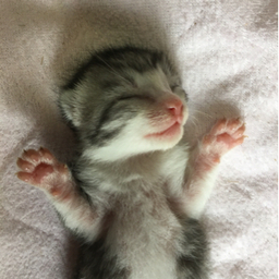 みどり