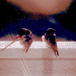 artphoto1968