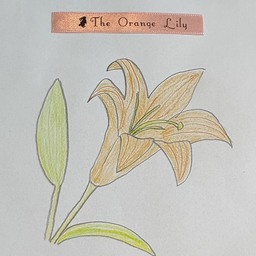 orange-lily3