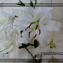 casablanca*