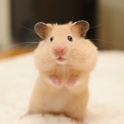 はむびより