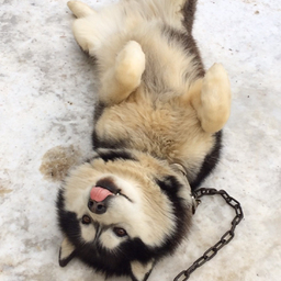 snow-land