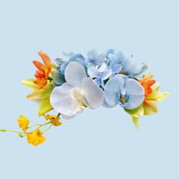 nemo-bloom