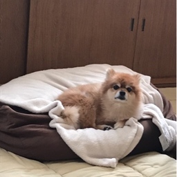 りさと