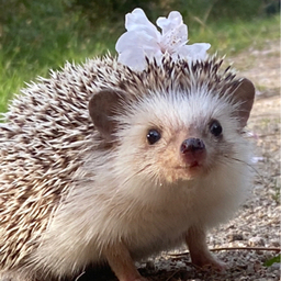 おかきなちゃん