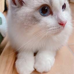 ハニ
